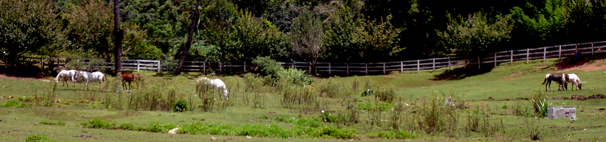 Cavalos Parque Tarundu Campos do Jordão